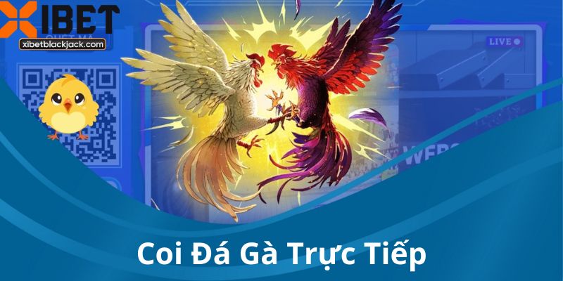Coi Đá Gà Trực Tiếp Mọi Đấu Trường Uy Tín Cùng Xibet
