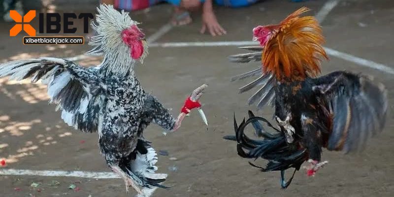 Đá Gà Nòi Thomo Thực Chiến Mãn Nhãn Gay Cấn Nhất 2025
